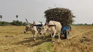 Young Bullock Cart Heavy mud stuck in heavy load Sugarcane // bailgadi videos