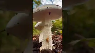 🍄DESTROYING ANGEL🍄 One of the worlds deadliest fungi #mushroom #foraging #nature #mushroomhunting