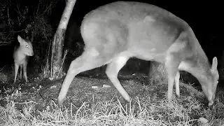 Wild Garden Diary January 16th-17th