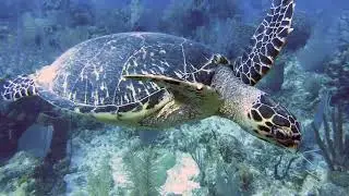 Little Cayman Bloody Bay Wall Dives  - May 2023