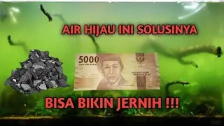 AIR AQUARIUM HIJAU !!! PENYEBAB DAN CARA MENGATASI AIR AQUARIUM KERUH