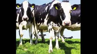 FOURTRESS DAIRY HYGIENE
