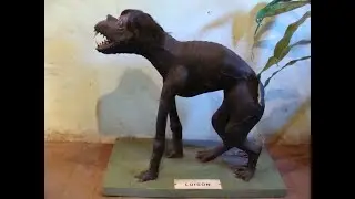 El Luison of Guaran&iacute; Mythology