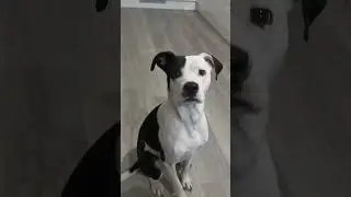 Adorable Pup Confused About What Knocks Are!