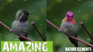 Which bird can change its color | Humming Bird | Nature Elements