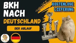 BKH Kitten Kaufen: Der Ablauf & Kostenlose Lieferung nach Deutschland! 🇩🇪 (OzmenCrewCats)