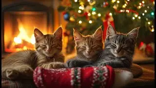 Муркотіння кота для сну 🐾 Cat Purring for Deep Sleep 😴 Katzenschnurren zum Entspannen 🌙