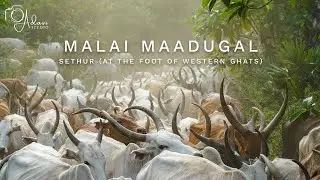 Malai Maadugal | Sethur | Adavi Studio |  Sony Alpha | Hill Cows