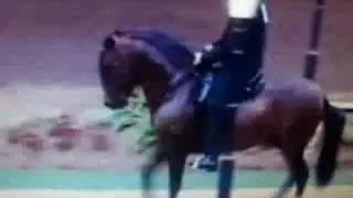 FINO STALLIONS 2008 PFHA Natl.