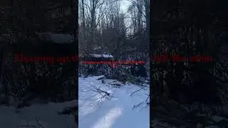 Clearing a path for the larger tree to fall