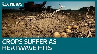 Crops suffer as UK&rsquo;s heatwave hits new highs | ITV News