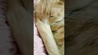 #ㅇyㅇ #tiktok #cat #filter #cute #cutecat #kitten #yellowcat