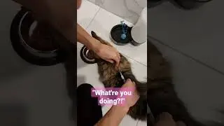 How I vaccinate my cat at home #shorts