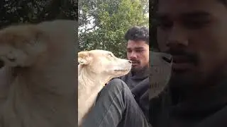 rakka don ka pyar❤️🥹#funny #viral #dog #youtube #help #youtubeshorts #animals