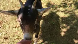 cute little goats nibbling my fingers - adorable goats - pet goats