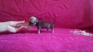 щенок чихуахуа супер-мини девочка