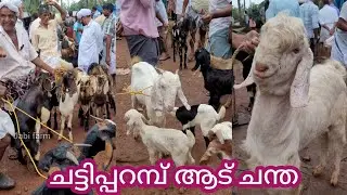 ആടും രണ്ട് ചെറിയ കുട്ടികളും ചട്ടിപ്പറമ്പ് ചന്തയിൽ #chattipparambChantha #goatfarming #buffallo #cow