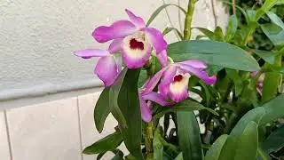 Orquídea Dendrobium nobile, olho de boneca 