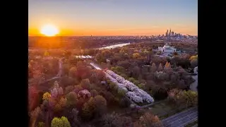 SHOFUSO CHERRY BLOSSOMS | SPRING IN PHILADELPHIA