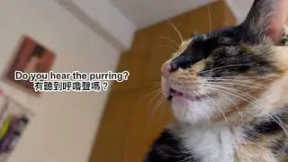 милый котенок мурлычет