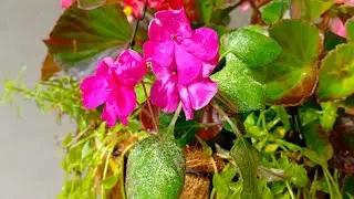 How to control Downy Mildew infection in Impatiens