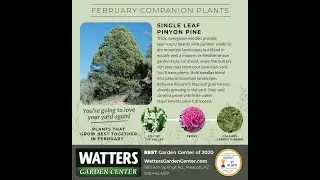 February Companion Plants - Pinion Pine
