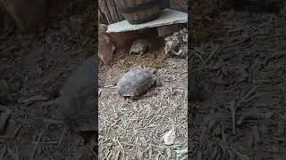 Luna🐢BigMama🐢Nelly🐢 #TortoiseNotATurtle