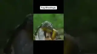 Frog Splash 🐸 caught on 4K😨😮