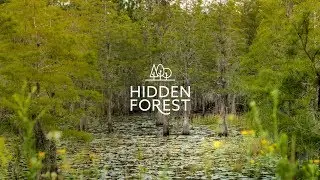 Hidden Forest