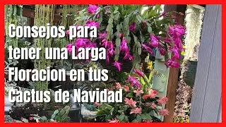 Consejos para tener una Larga Floracion en tus Cactus de Navidad