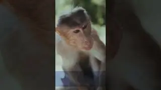Chimpanzees Intelligent primates known for complex social behaviors and tool-use #animals #attack