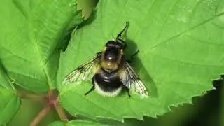 Bumblebee Plumehorn Hoverfly Volucella bombylans var plumata grooming