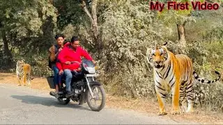 Tiger Attack On The forest Tiger in jungle #Amazon SHFIZ WILDLIFE 92 #animal #bengaltiger #lionking
