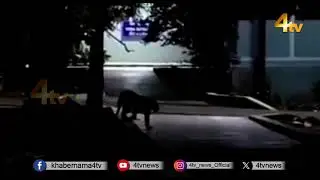 Leopard at Tirupati SV Vedic University | 4tv News