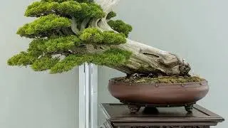 Japan Bonsai Exhibition 2023 part 27