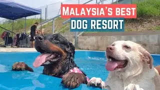 #1 Dog Boarding Malaysia
