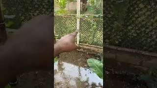 Kuwait లో Pomegranate & Grapes Trees 🍇🍎 | Amazing Garden View | LifeWithVenky5 #shorts #171