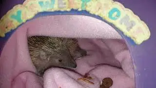 Tanrek D&aacute;ni&aacute;b&oacute;l ( Tenrec from Denmark )