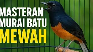 Murai Batu Calon Juara @Kaplikanofficial