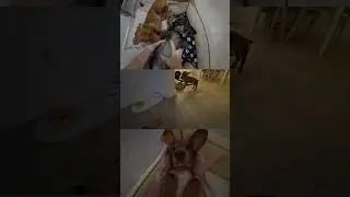 Теперь надо развлекать двоих
