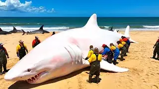 48 Hours Braving 3,000m Deep Waters to Catch 100 Giant Sharks | Deep-Sea Fishing Documentary