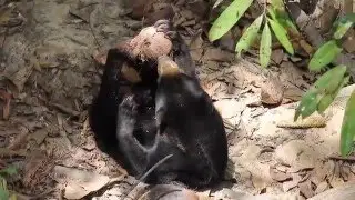 Sun Bear in Malaysia Drinks Coconut Milk Like A Baby