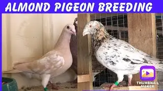 Almond Pigeon Breeding- Rare Colour Pigeon
