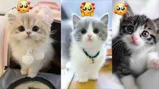 Cutest Cat Moments That Will Melt Your Heart Instantly With Pure Adorable Charm 🐱💕