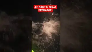 HL JIG 60GR DI SIKAT IKAN PREDATOR 🔥‼️