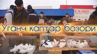 Хоразм каптар бозори Янги видео 2024