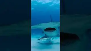 Hammer Shark