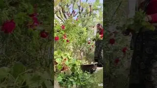gulab ki cutting#love #flowers #nature #shorts