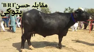 Beautiful Buffaloes Competition in {Bri} || Mela Maweshian Pattoki 2022 || Milk Competition | Beauty