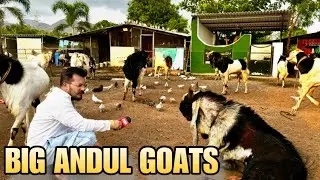 MDeonar Bakra Mandi 2025 | The Best Andul Goats of MD Goat Farm Padgha